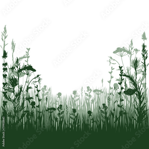 meadow