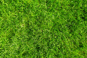 Green grass.