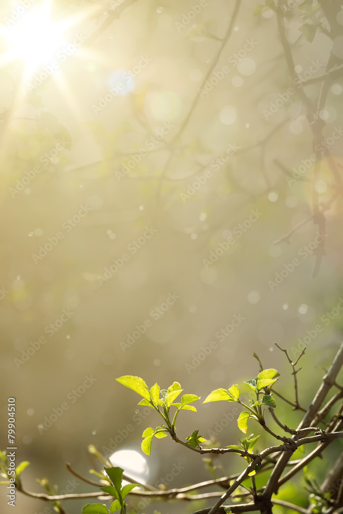 art nature easters background of the young spring leaves