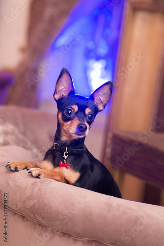 Canvas Print Prazsky (Prague) krysarik little dog in club
