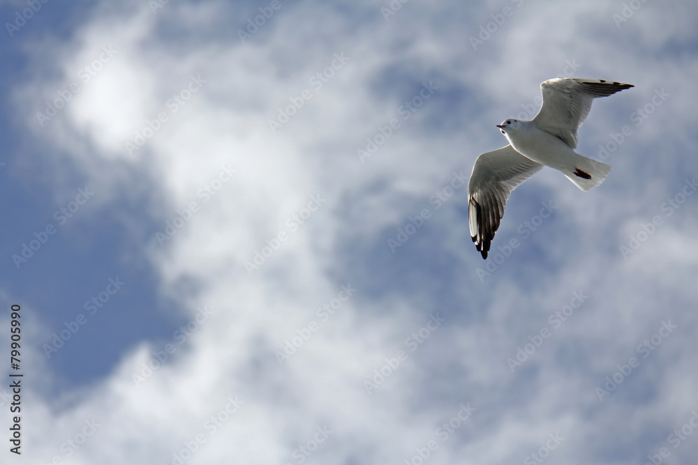 Fototapeta premium Möwe