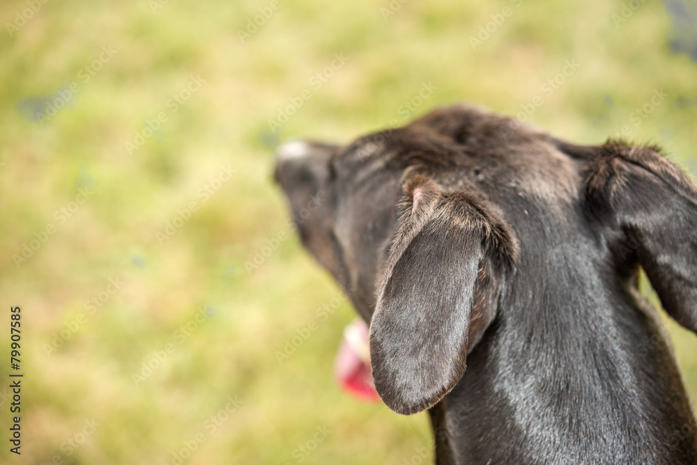 Attentive black greyhound dog head blur shallow depth of focus