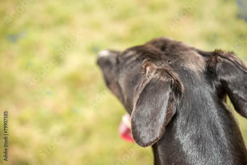 Vászonkép Attentive black greyhound dog head blur shallow depth of focus