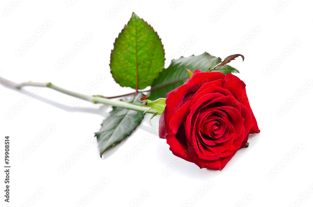 beautiful single red rose lying down on a white background Stock Photo ...