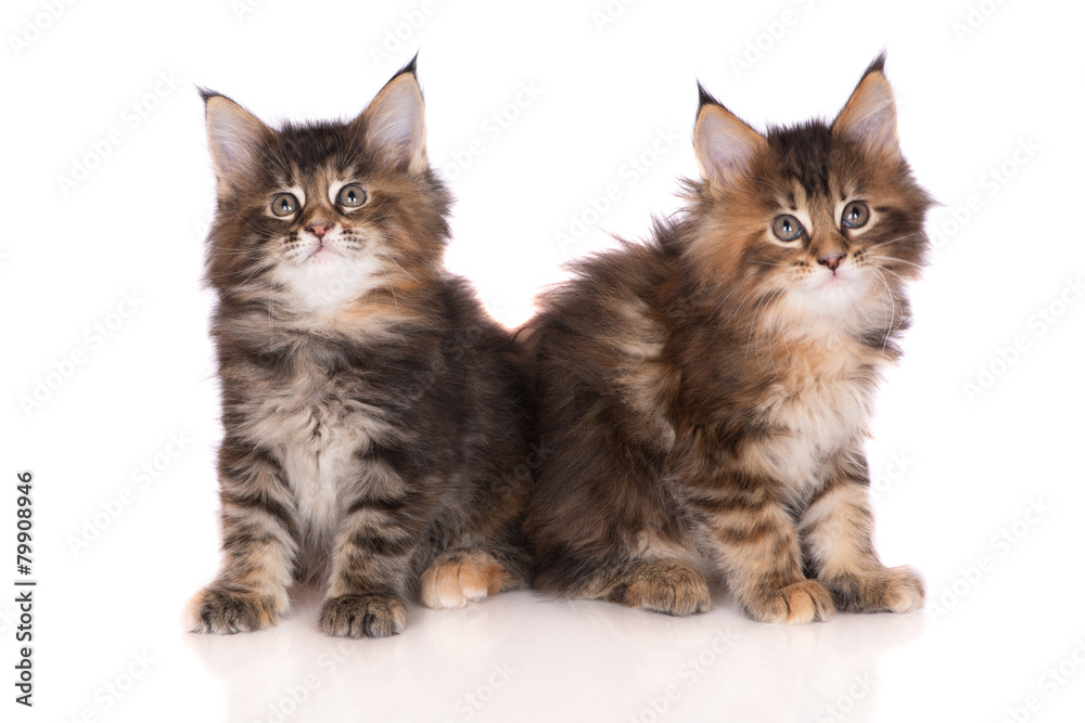 two adorable maine coon kittens on white