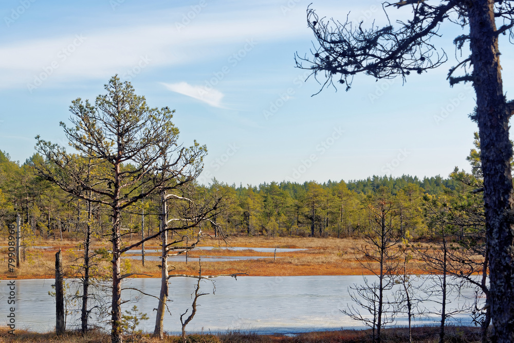 Obraz premium Frozen bog-pools in Viru bog, Lahemaa National Park, Estonia