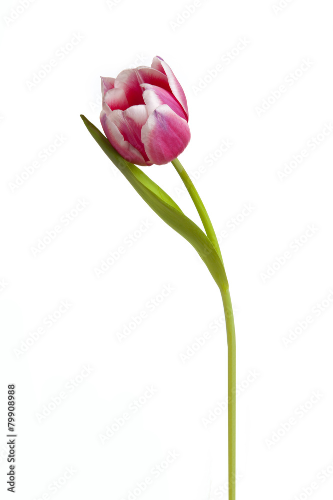 Obraz premium Tulipan