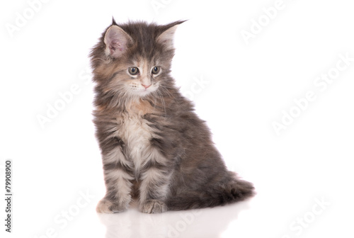 adorable kitten sitting on white