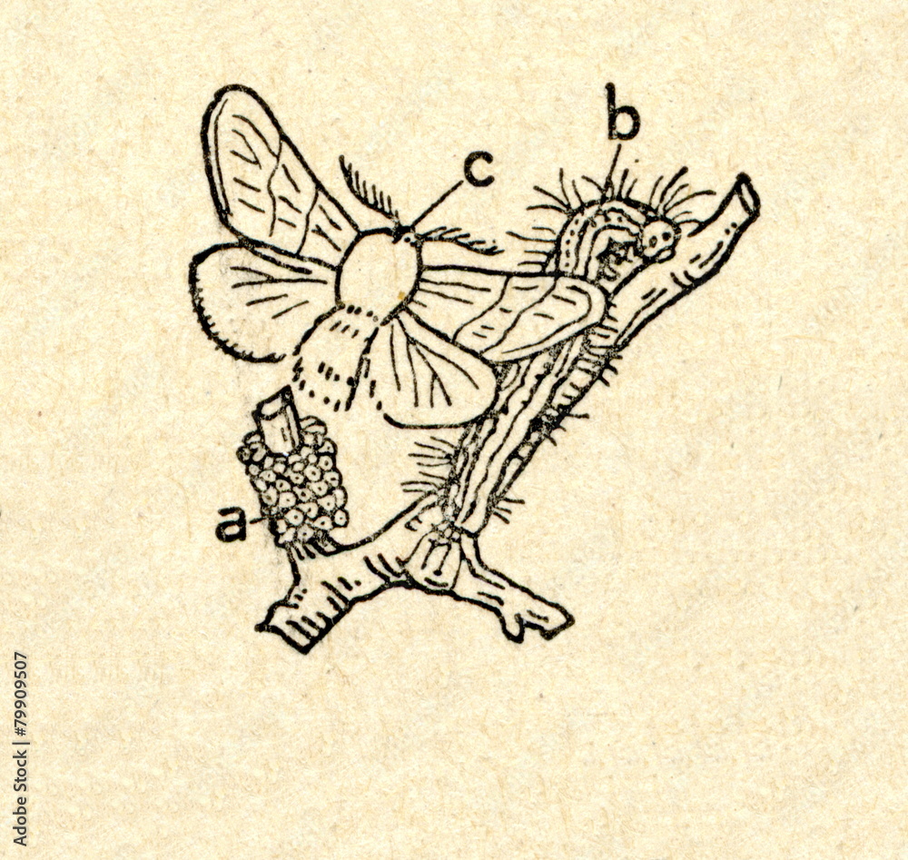 Fototapeta premium Lackey moth (Malacosoma neustria)