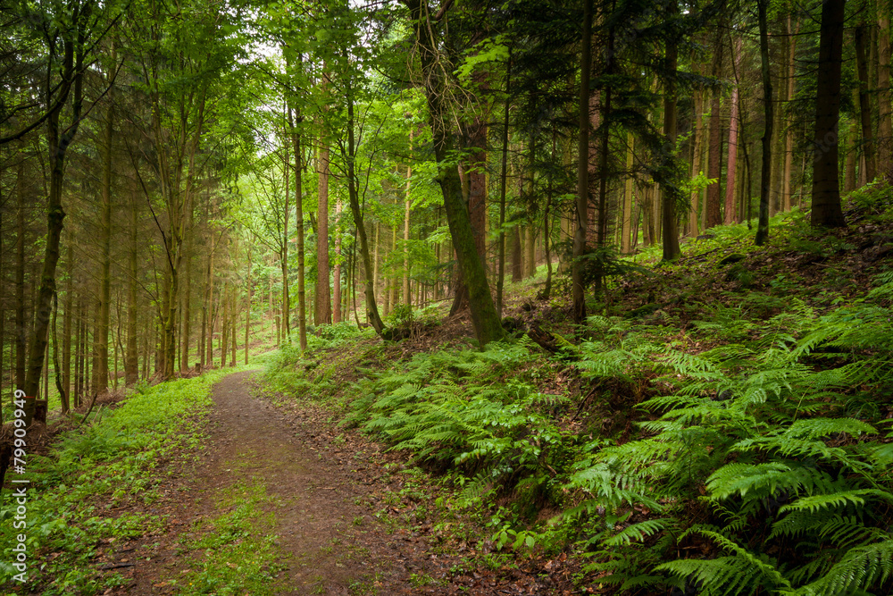 Green forest