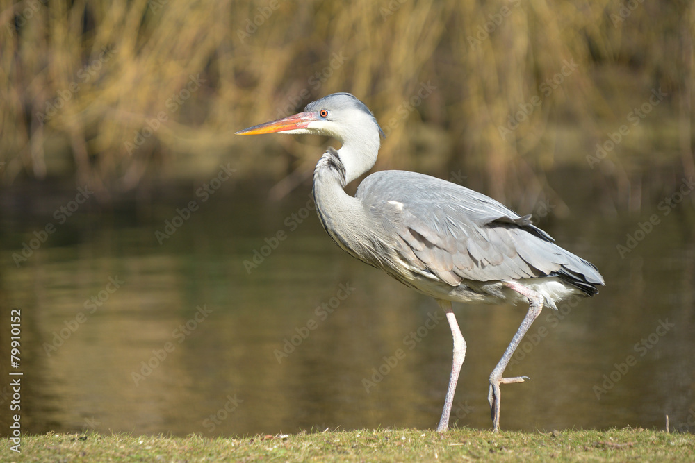 Grey Heron, Ardea cinerea Grey Heron, Ardea cinerea