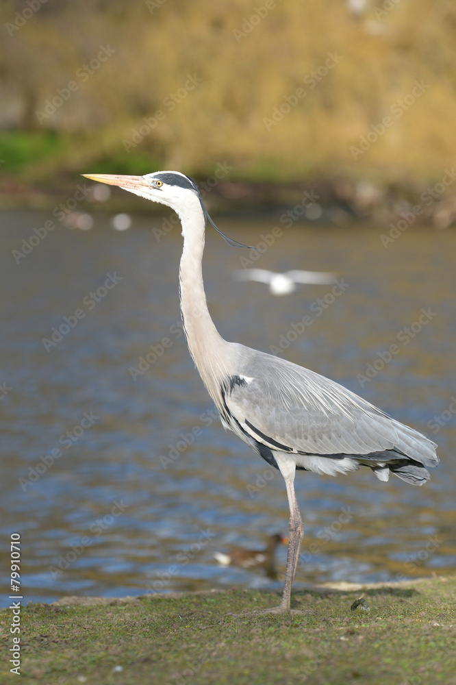 Fototapeta premium Grey Heron, Ardea cinerea