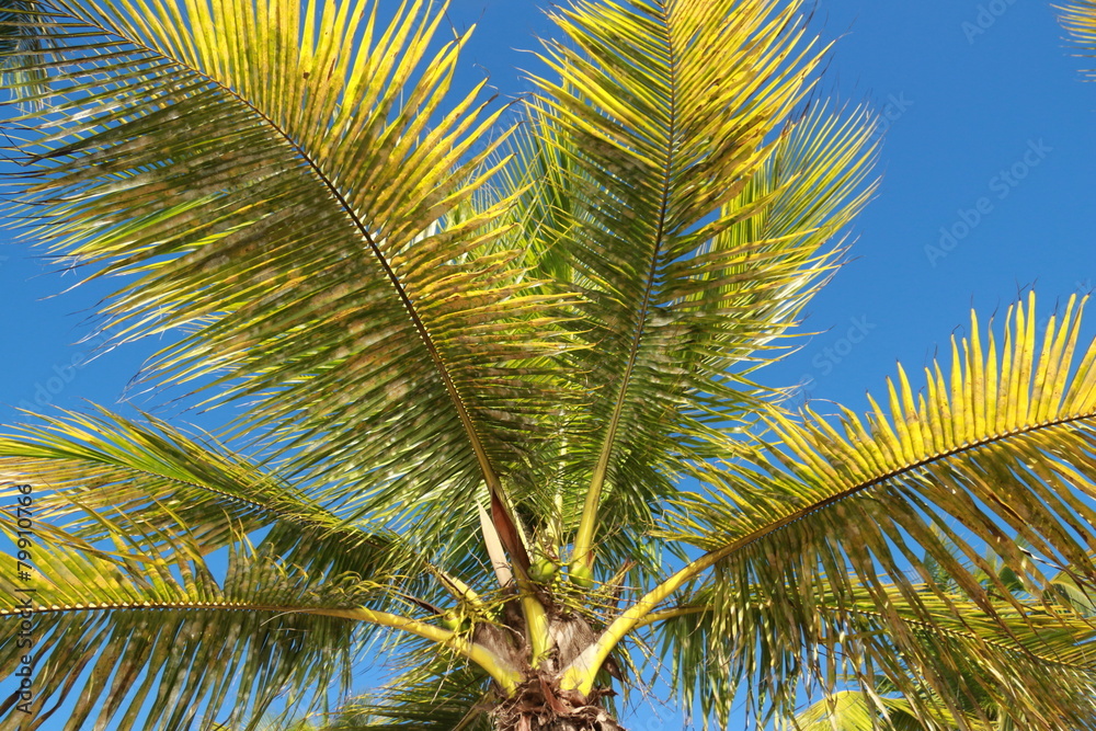 Fototapeta premium Guadeloupe - Janv 2015 - Côte sous le Vent