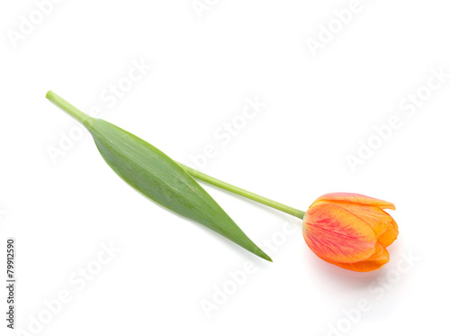 Fototapeta Naklejka Na Ścianę i Meble -  Lying orange tulip