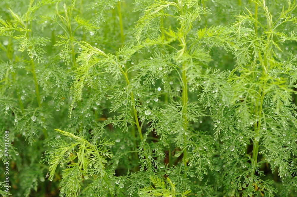 Fototapeta premium Green Southernwood (Artemisia Abrotanum) Plant