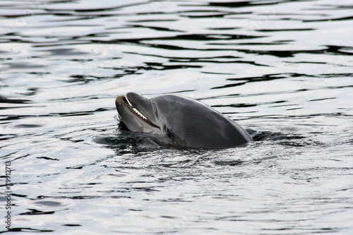 A detail shot of a dolphin (Delphinidae)