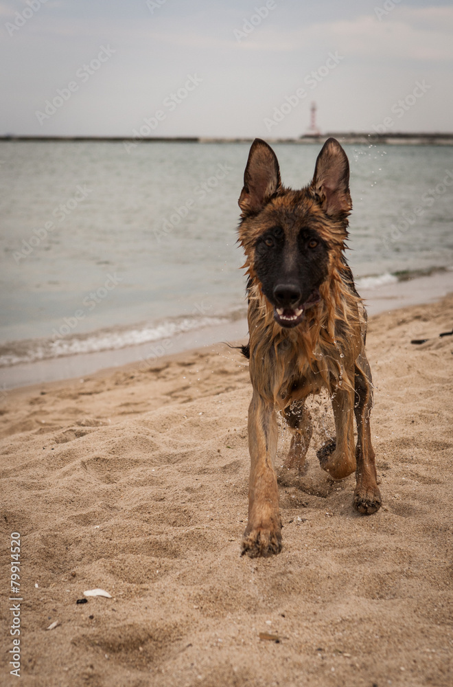 german shepard on the beach
