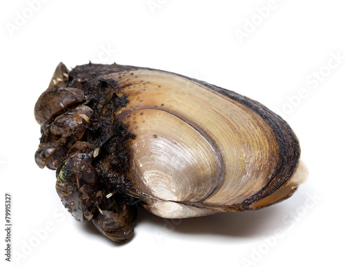 Anodonta (river mussels) overgrown with small mussels photo