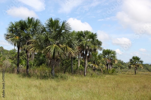 Eastern regions of Colombia. photo