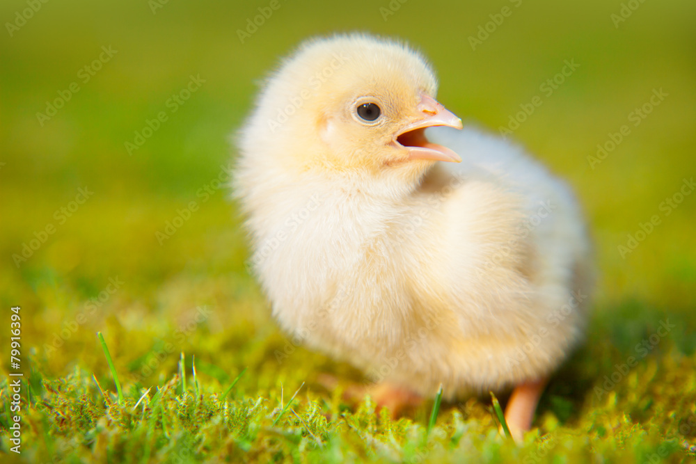Cute little chick on green meadow