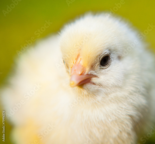 Portrait of a cute little chick