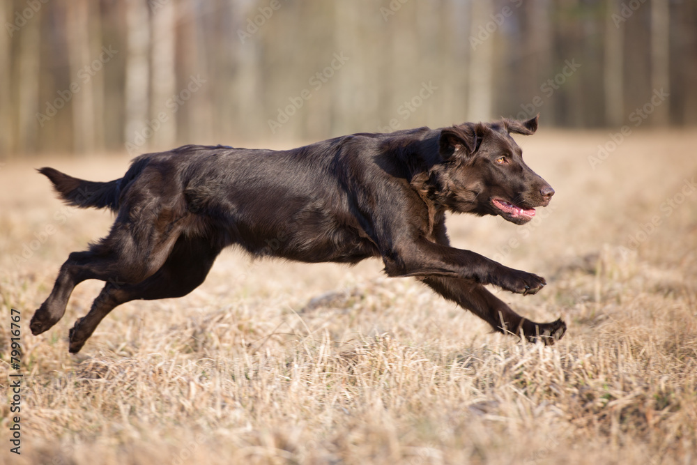 flat coated retriever dog running outdoors flat coated retriever dog running outdoors