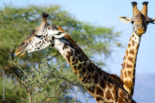 Giraffes in Serengeti