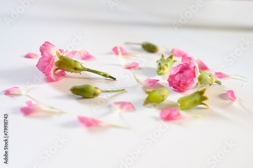 Carnation flower petals