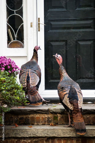 Wild turkeys at front door