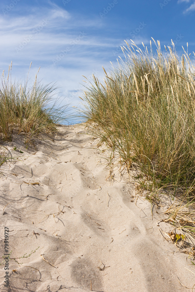 Düne am Strand von Tisvildeleje 6 Düne am Strand von Tisvildeleje 6