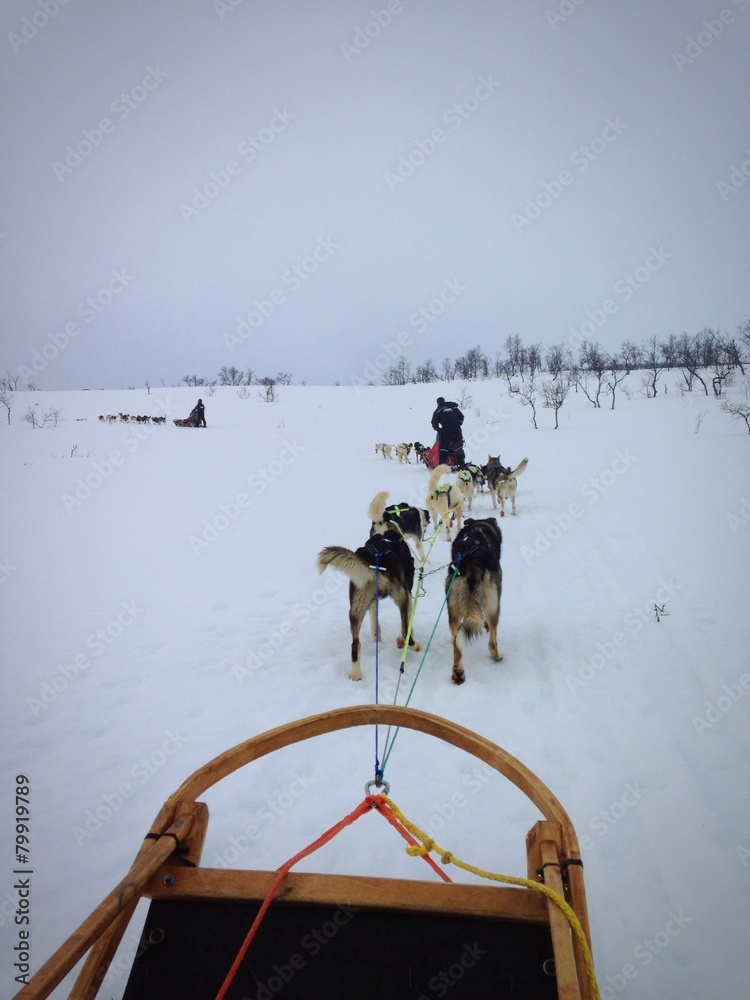 Naklejka premium sleddog in norway