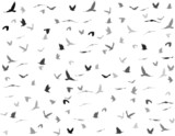 silhouettes of birds seamless pattern