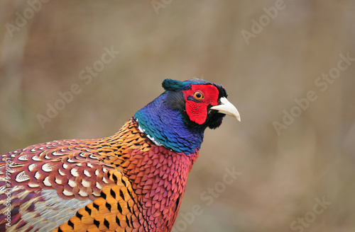 Close up photo of pheasant