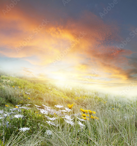 Fototapeta Naklejka Na Ścianę i Meble -  Flowers and sky