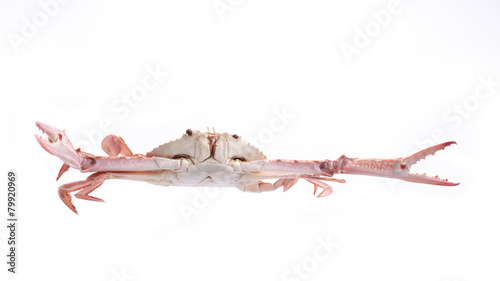 Foto Crab streamed isolated