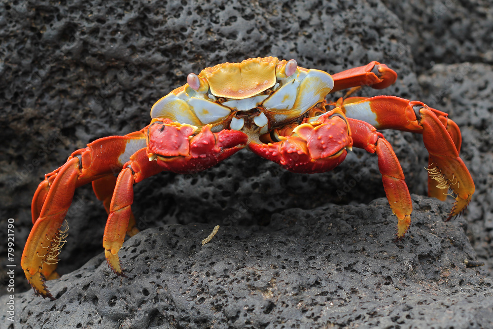 Sally Lightfoot crab on lava shore in Galapagos Sally Lightfoot crab on lava shore in Galapagos