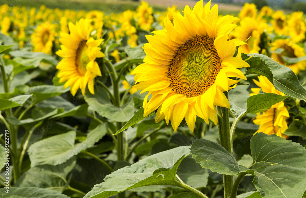 Large happy sunflower and sunflower oil crop on a sunny day in t Large happy sunflower and sunflower oil crop on a sunny day in t