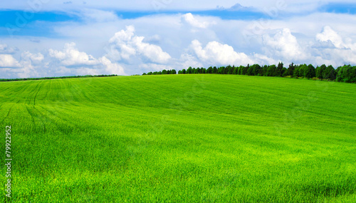 green field © Pakhnyushchyy
