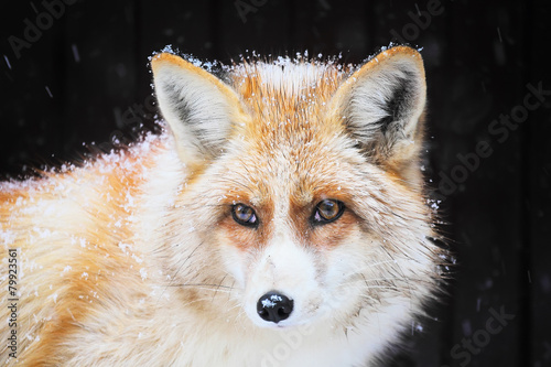 Golden fox in the snow