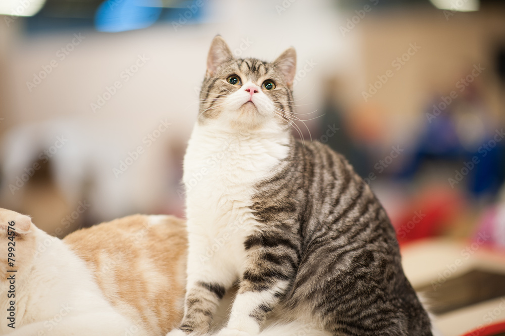 funny cat funny cat