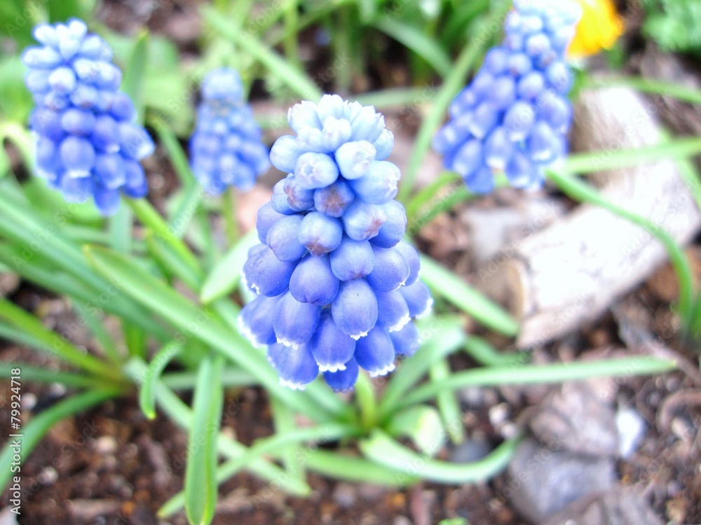 muscari