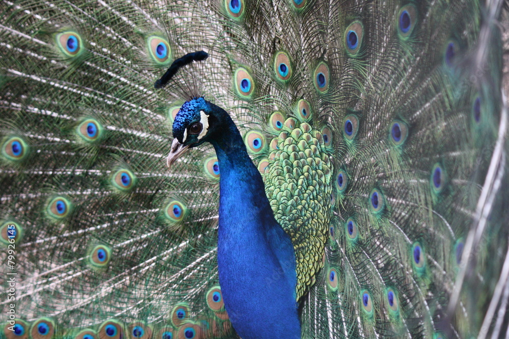 Obraz premium Portrait of a beautiful peakok, amazing colours.