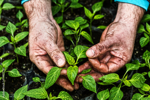 Closeup of the hands of a man who treats small pepper plants in
