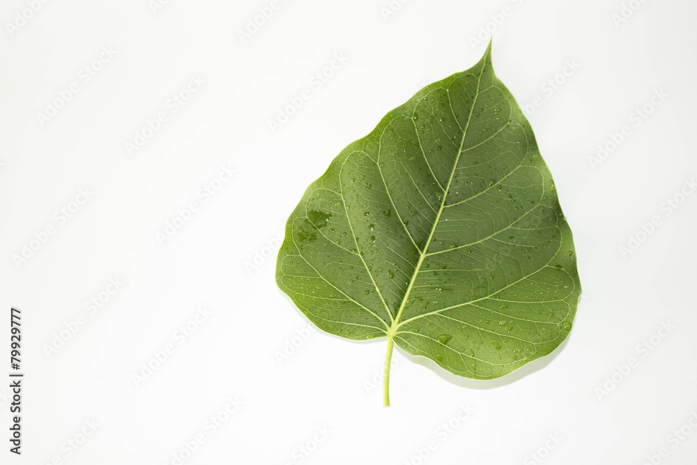 Obraz premium Leaf green concept white background.
