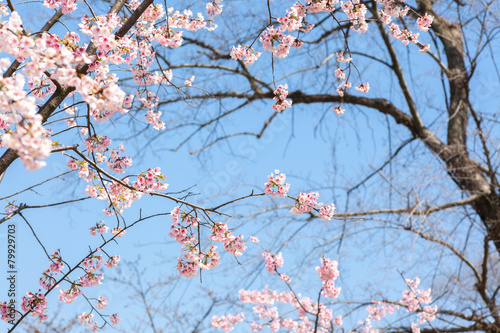 The cherry blossom © 孤飞的鹤