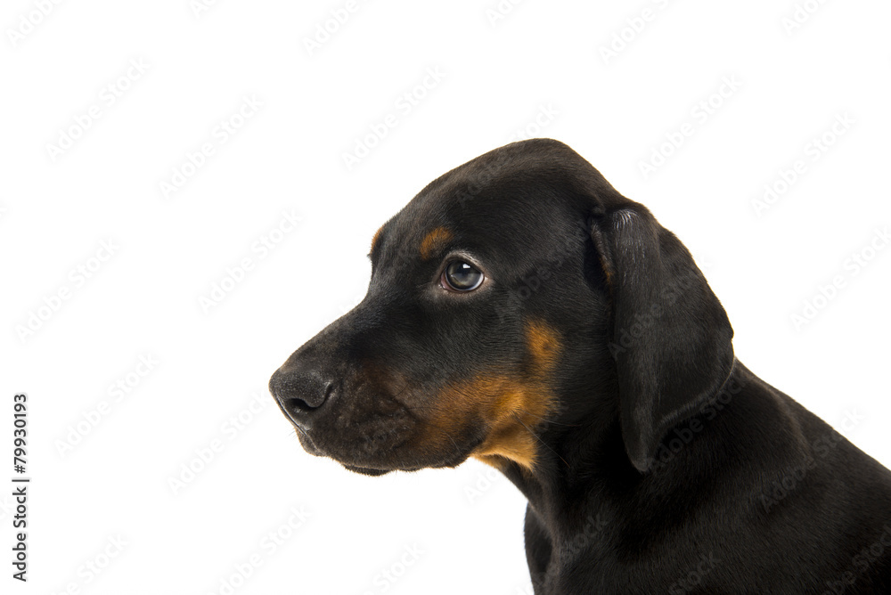 Puppy of doberman pinscher