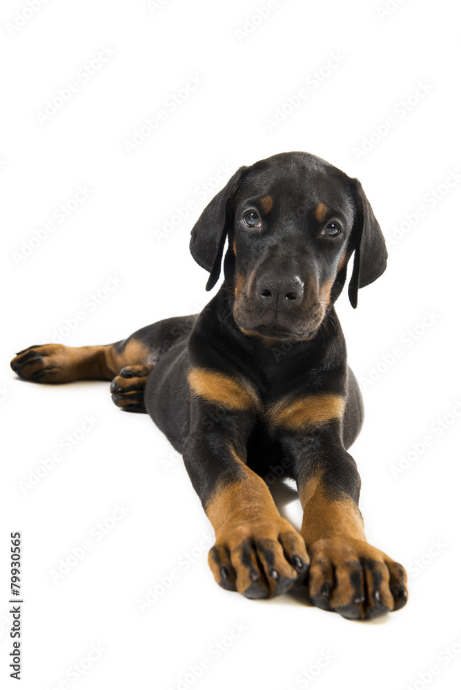 Puppy of doberman pinscher