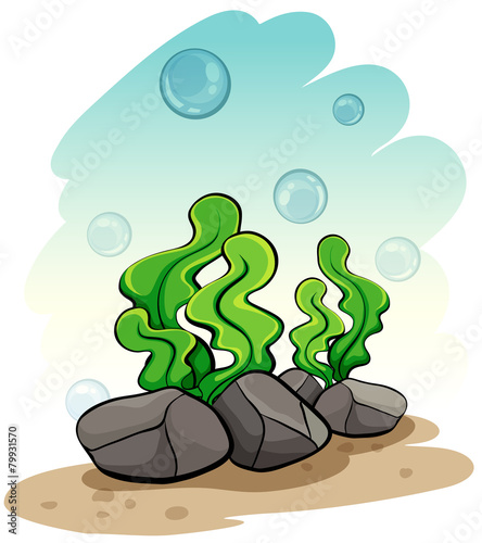 Seaweeds under the sea