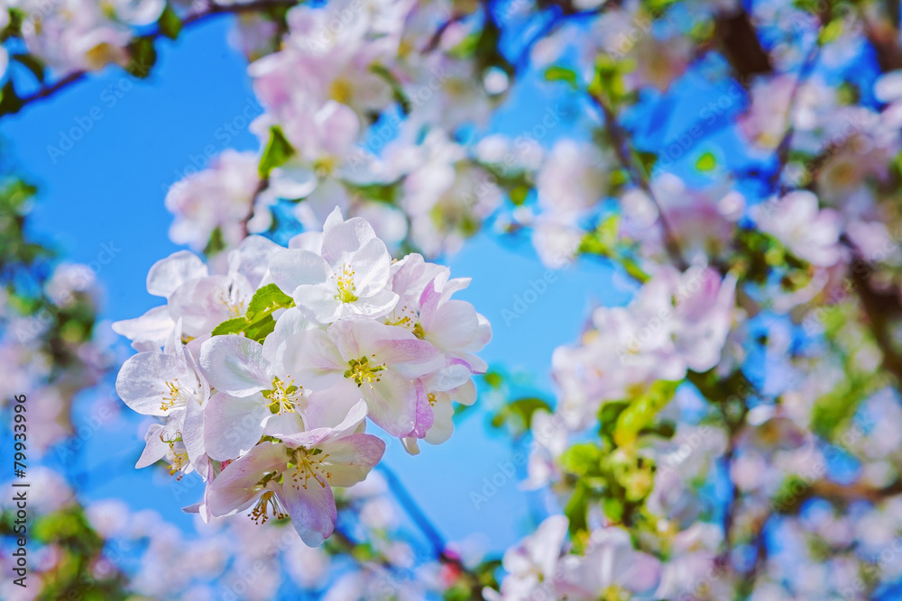 floral spring background blossoming of apple tree with white red