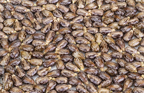 Castor oil seeds-ricinus communis